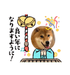 柴犬小麦ちゃん！（個別スタンプ：9）