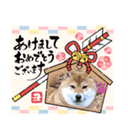 柴犬小麦ちゃん！（個別スタンプ：11）