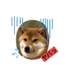 柴犬小麦ちゃん！（個別スタンプ：12）
