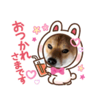 柴犬小麦ちゃん！（個別スタンプ：17）