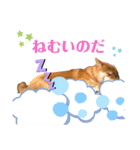 柴犬小麦ちゃん！（個別スタンプ：18）