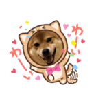 柴犬小麦ちゃん！（個別スタンプ：19）