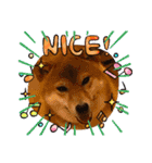 柴犬小麦ちゃん！（個別スタンプ：20）