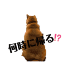 柴犬小麦ちゃん！（個別スタンプ：21）