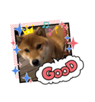 柴犬小麦ちゃん！（個別スタンプ：23）
