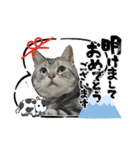 年末年始ねこねこスタンプ（個別スタンプ：4）