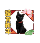 年末年始ねこねこスタンプ（個別スタンプ：5）