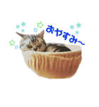 年末年始ねこねこスタンプ（個別スタンプ：8）