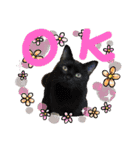 年末年始ねこねこスタンプ（個別スタンプ：9）