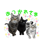 年末年始ねこねこスタンプ（個別スタンプ：11）