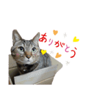 年末年始ねこねこスタンプ（個別スタンプ：12）