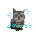年末年始ねこねこスタンプ（個別スタンプ：13）