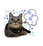 年末年始ねこねこスタンプ（個別スタンプ：14）