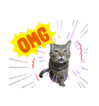 年末年始ねこねこスタンプ（個別スタンプ：15）