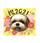 仲良しワンコ達（新年ご挨拶編）（個別スタンプ：6）