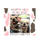仲良しワンコ達（新年ご挨拶編）（個別スタンプ：7）