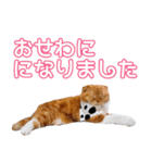 きなことあんこ5（個別スタンプ：3）