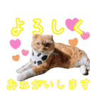 きなことあんこ5（個別スタンプ：4）