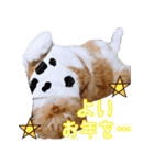 きなことあんこ5（個別スタンプ：7）