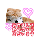 きなことあんこ5（個別スタンプ：10）