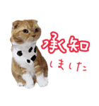 きなことあんこ5（個別スタンプ：11）