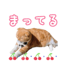きなことあんこ5（個別スタンプ：13）