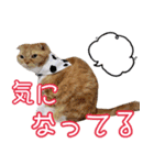 きなことあんこ5（個別スタンプ：17）