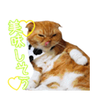 きなことあんこ5（個別スタンプ：20）