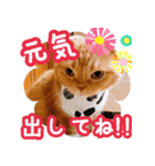 きなことあんこ5（個別スタンプ：21）