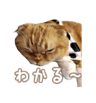 きなことあんこ5（個別スタンプ：23）