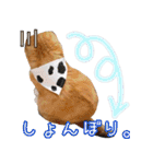 きなことあんこ5（個別スタンプ：24）