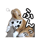 きなことあんこ5（個別スタンプ：28）