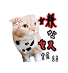 きなことあんこ5（個別スタンプ：36）