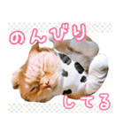 きなことあんこ5（個別スタンプ：39）