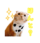 きなことあんこ5（個別スタンプ：40）