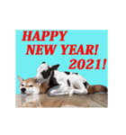 しゃべる柴犬2021年丑年用年賀状（個別スタンプ：13）