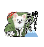 チワワのココやん2020お正月（個別スタンプ：1）