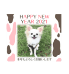 チワワのココやん2020お正月（個別スタンプ：2）