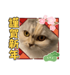 ちーちゃんのお正月（個別スタンプ：7）