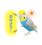 犬と猫そして鳥2（個別スタンプ：5）