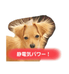 犬と猫そして鳥2（個別スタンプ：6）