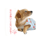 犬と猫そして鳥2（個別スタンプ：7）