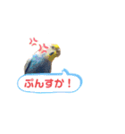 犬と猫そして鳥2（個別スタンプ：13）