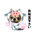 うちのてつ年賀状（個別スタンプ：5）