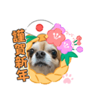 うちのてつ年賀状（個別スタンプ：8）