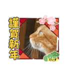 だいずくんとまめちゃんちの年賀状(2021年)（個別スタンプ：7）