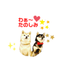 豆柴親子 ぼたんとてつこのスタンプDX 2（個別スタンプ：11）