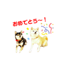 豆柴親子 ぼたんとてつこのスタンプDX 2（個別スタンプ：20）