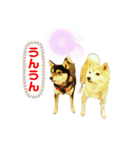 豆柴親子 ぼたんとてつこのスタンプDX 2（個別スタンプ：25）