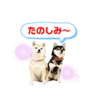 豆柴親子 ぼたんとてつこのスタンプDX 2（個別スタンプ：32）